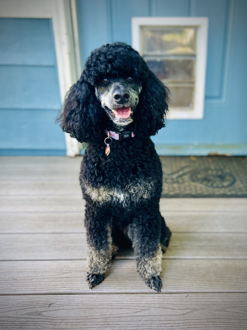 Fern’s Wimsical Willow (Willow)