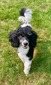 Fern’s Fantastic Frankie (Frankie)